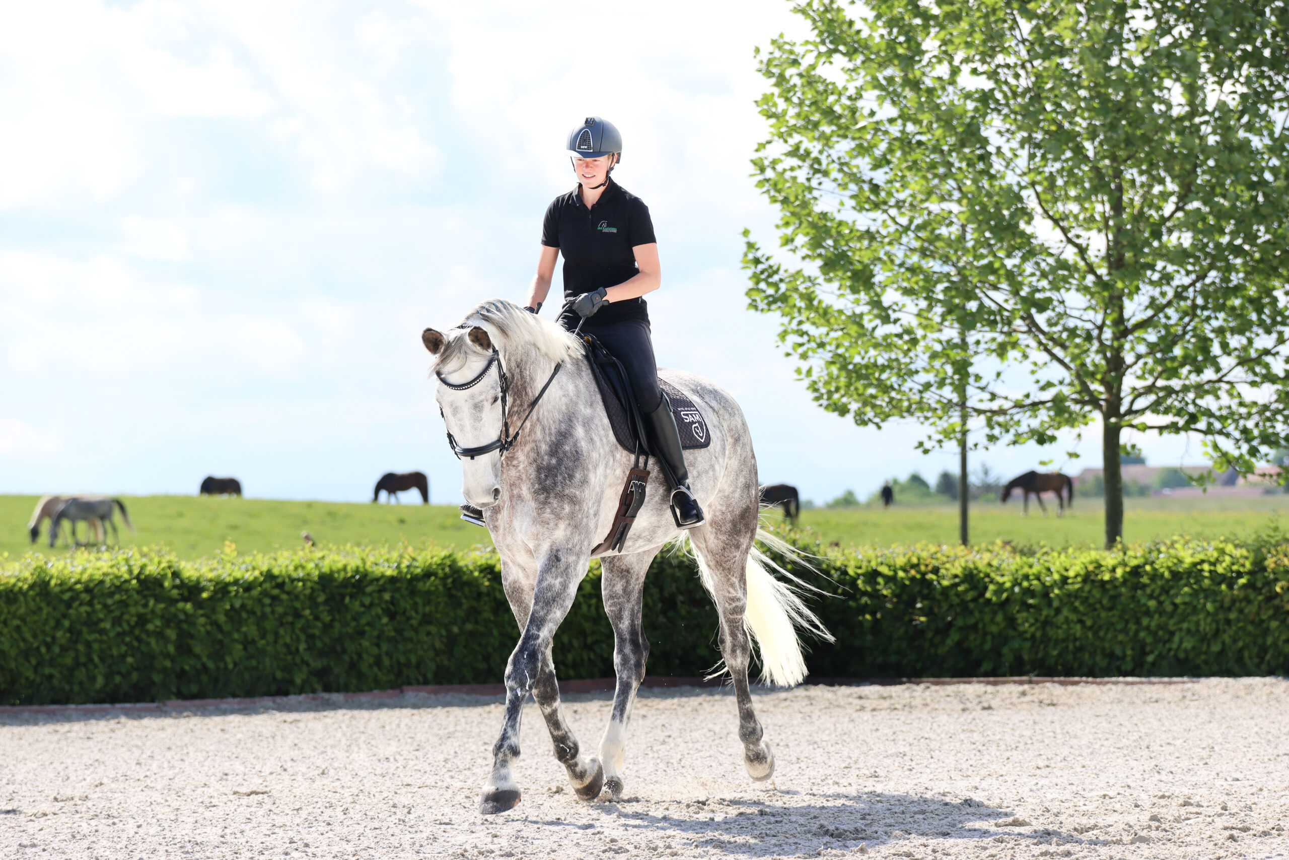 Reitunterricht und Beritt